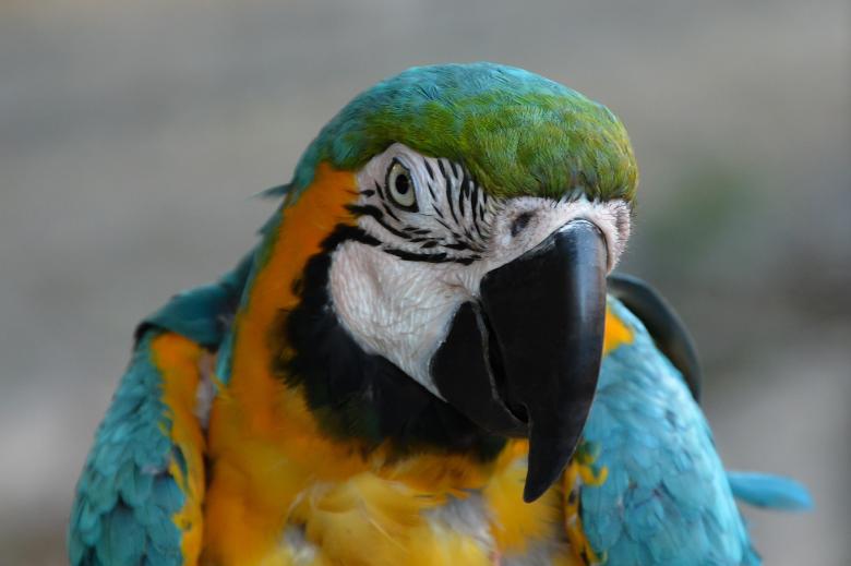 Free stock image of Exotic Parrot created by Michael Lazaridis