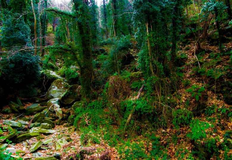 Free stock image of Into the woods created by sT@vr0z