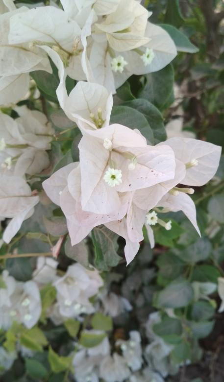 Free stock image of White Flowers created by BasSem
