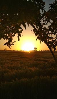 Nature of sun and tree - Free Stock Photo
