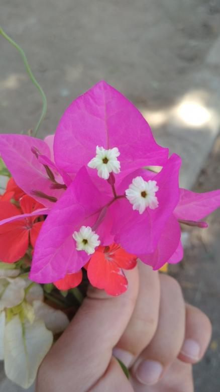 Free stock image of Pink Flower in Hand created by BasSem