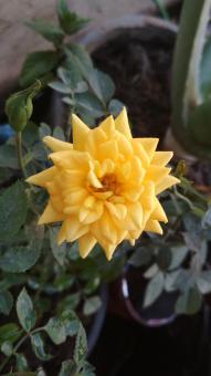 Amazing yellow flower - Free Stock Photo