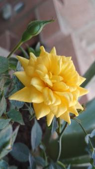 Beauty yellow flower - Free Stock Photo