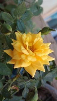 Beautiful yellow flower