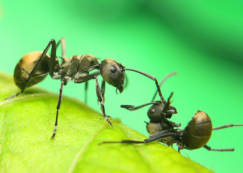 Free stock image of Black Ants Macro created by Kharis Agustiar