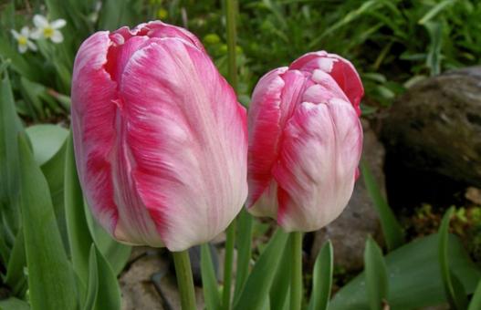 Pink Tulip Flowers - Free Stock Photo