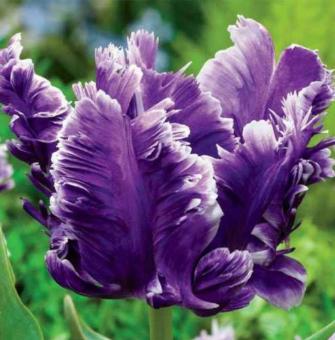 Purple Tulip Flowers - Free Stock Photo