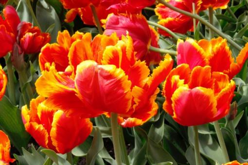 Red Tulip Flowers - Free Stock Photo