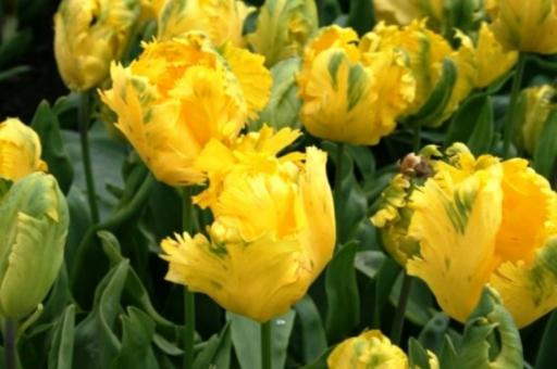 Yellow Tulip Flowers - Free Stock Photo