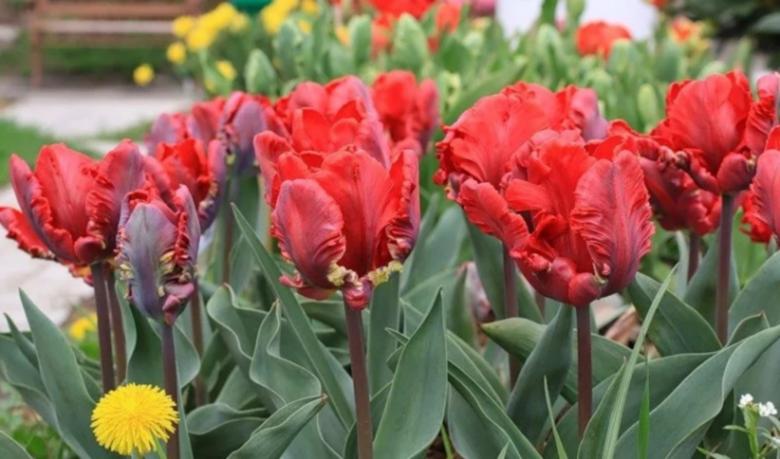 Free stock image of Red Tulips created by Said Nouk