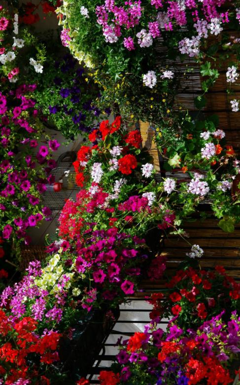 Free stock image of Red, Purple and White Flowers  created by Said Nouk
