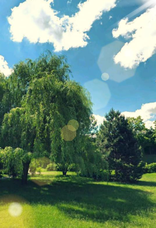 Free stock image of Green Trees on Summer Day created by Said Nouk