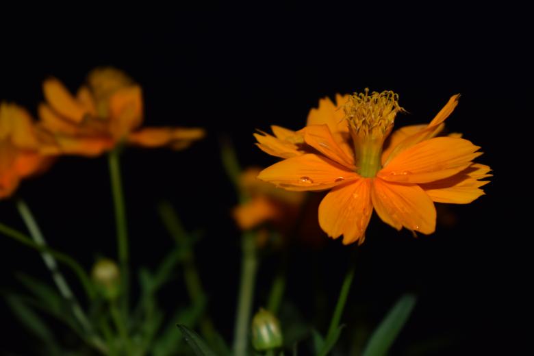 Free stock image of Orange Flowers on Black created by Rony Ghosh