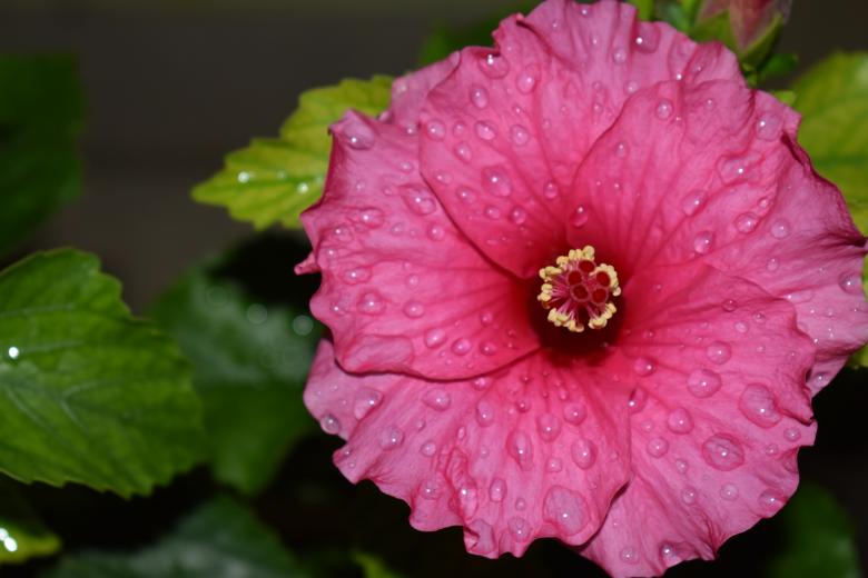 Free stock image of Pink China Rose with Droplets created by Rony Ghosh