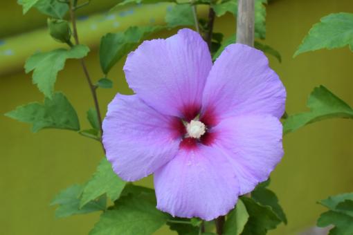 Purple China Rose - Free Stock Photo