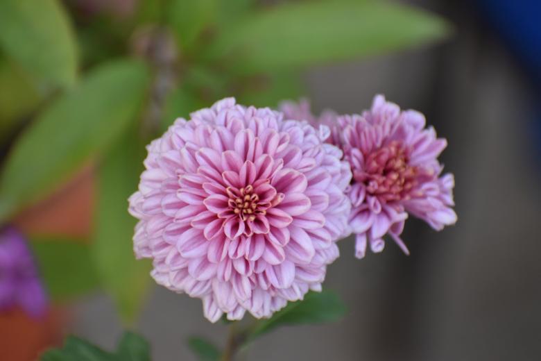 Free stock image of Beautiful Pink Flowers created by Rony Ghosh