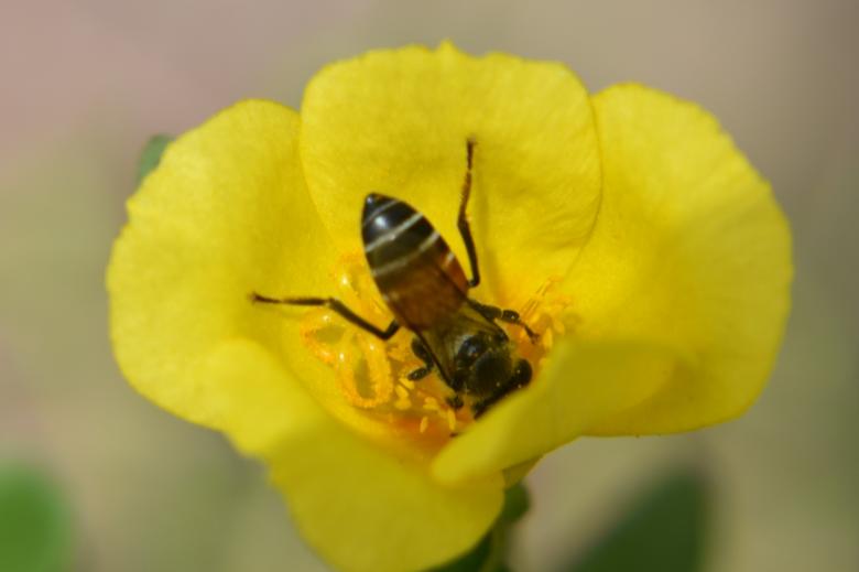 Free stock image of Honey bee sucking nectar created by Rony Ghosh