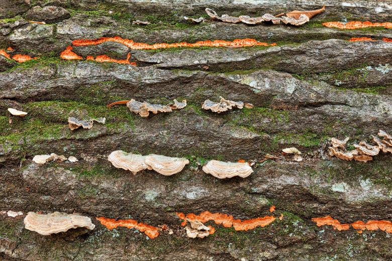 Free stock image of Barking Fungus created by Nicolas Raymond