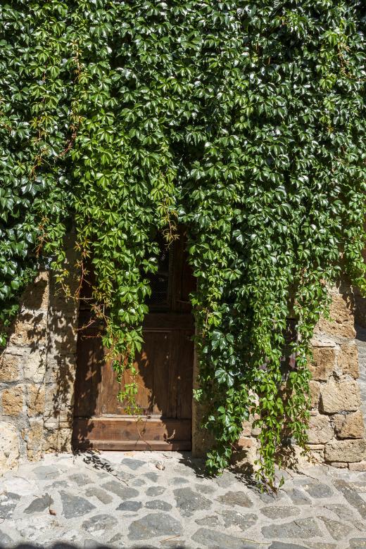 Free stock image of Wooden door with vines created by Geoffrey Whiteway