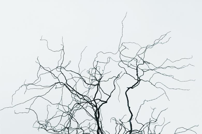 Free stock image of Branches Illustration created by Nika Akin