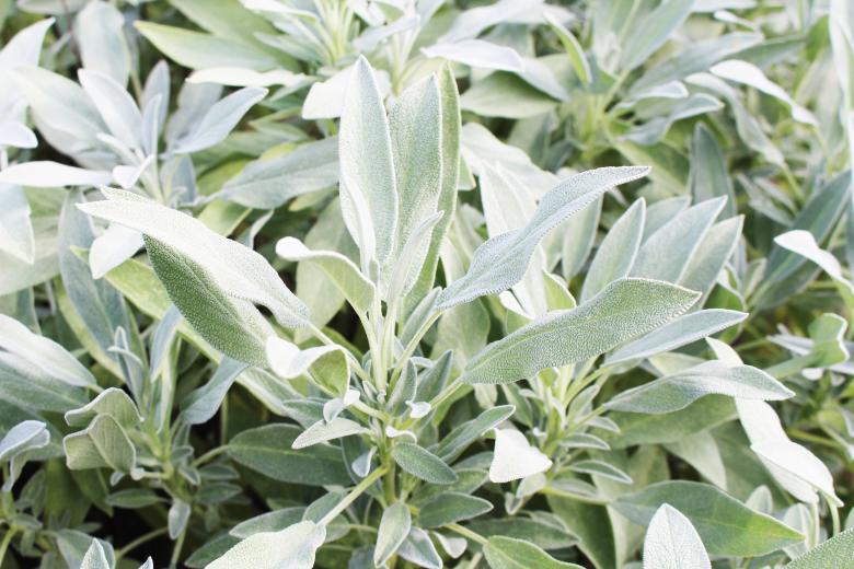 Free stock image of Salvia Background created by Nika Akin