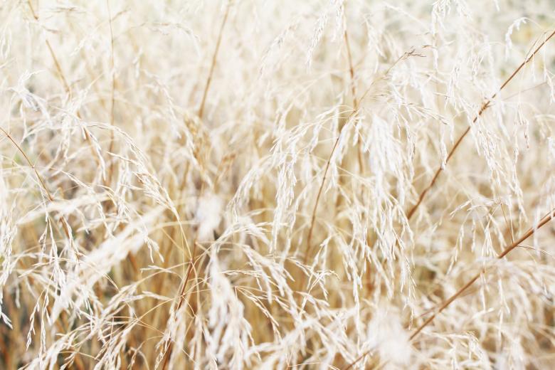 Free stock image of Grass Background created by Nika Akin