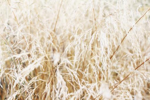 Grass Background