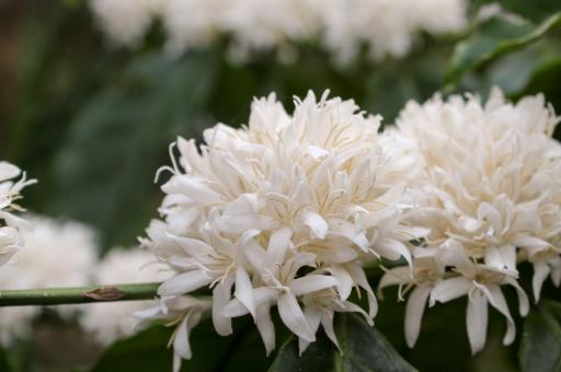 Coffee Plant White Flower