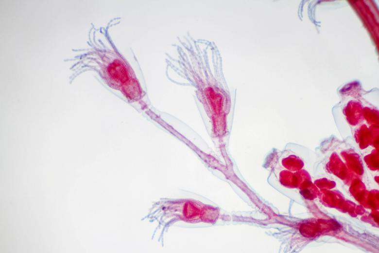 Free stock image of Obelia Hydroid created by Geoffrey Whiteway