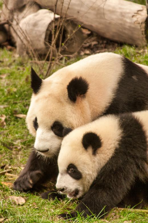 Free stock image of Two Pandas playing around created by Kamala Saraswathi