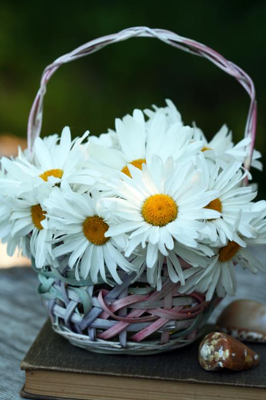 Free stock image of White Daisies Bouquet created by Kamala Saraswathi