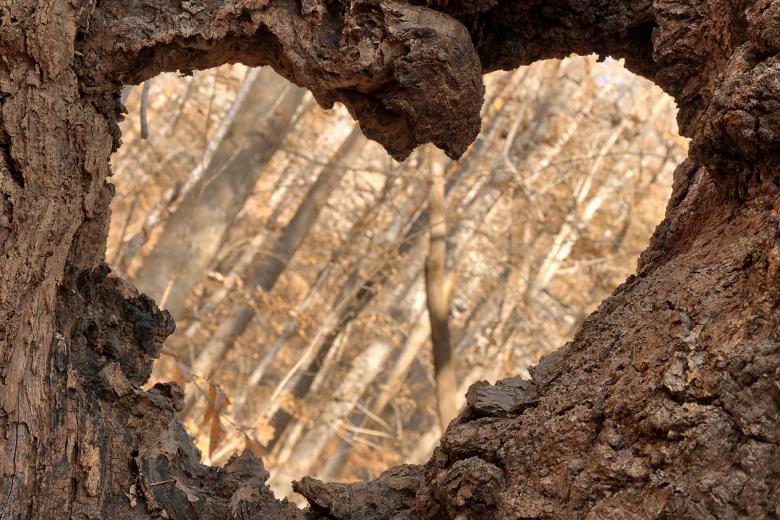 Free stock image of Forest Heart Frame created by Nicolas Raymond