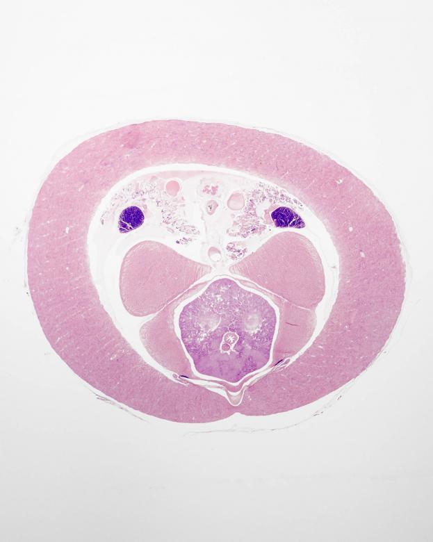 Free stock image of Loligo Body Cross Section created by Geoffrey Whiteway