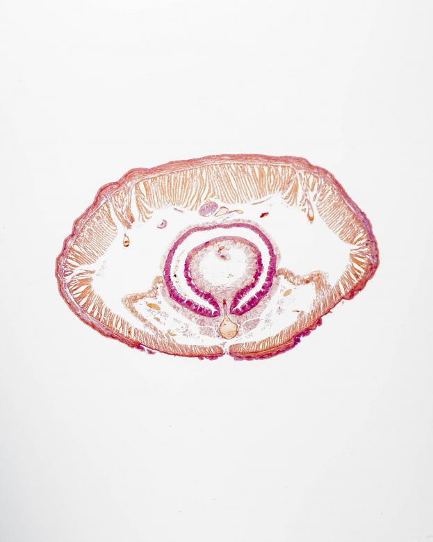 Free stock image of Earthworm Posterior to Clitellum created by Geoffrey Whiteway