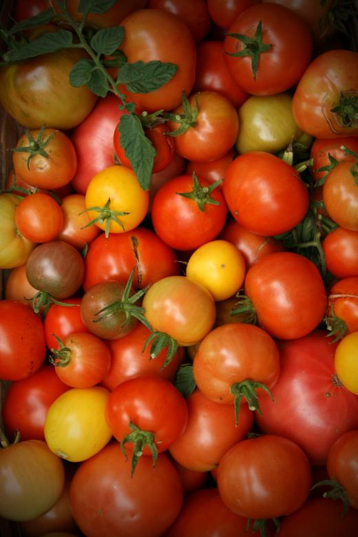Free stock image of Cherry Tomatoes created by Kamala Saraswathi