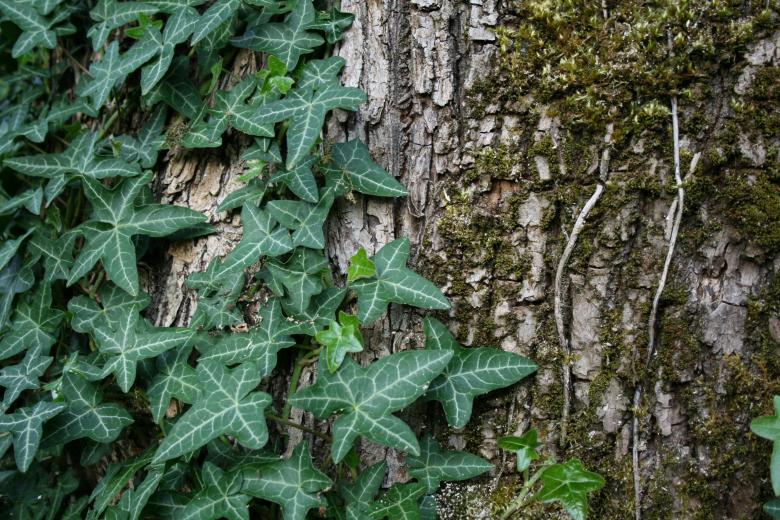 Free stock image of Green Ivy created by Kamala Saraswathi