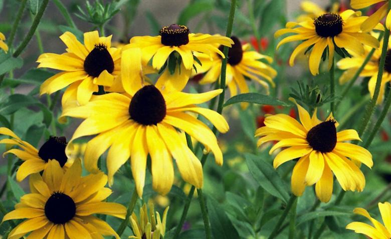 Free stock image of Summer Yellow Flowers created by Kamala Saraswathi