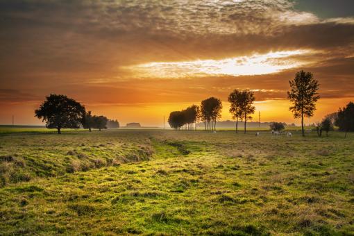 Backlit Cattle Grazing Landscape