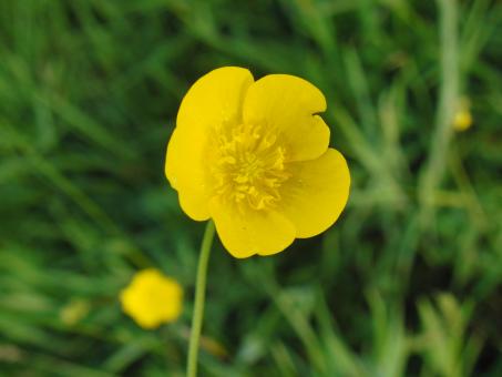 Yellow Buttercup Close Up
