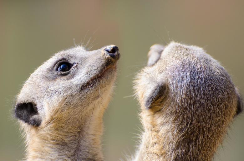 Free stock image of Meerkat Heads created by adam