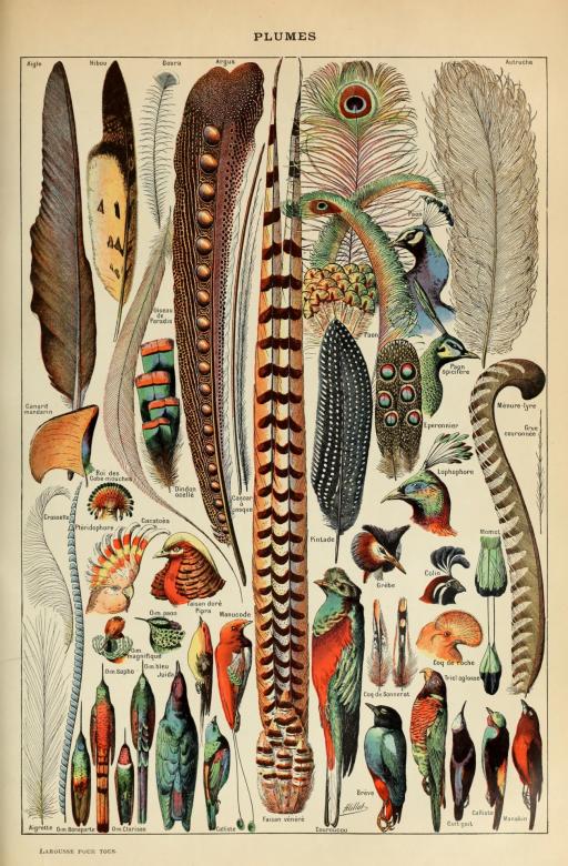 Free stock image of Feathers Birds Vintage Art created by adam