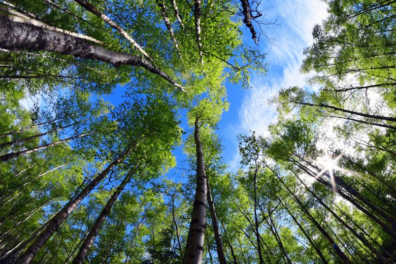 Free stock image of Far North Bicentennial Park forest created by adam