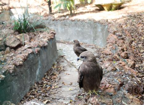 Small Brown Eagle