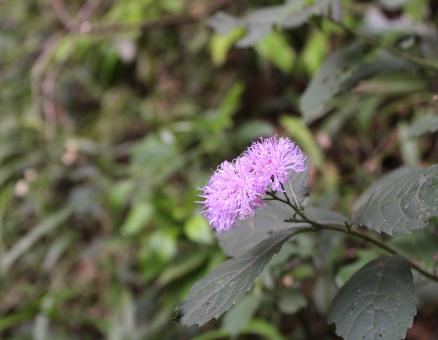 Wild Violet Flowers