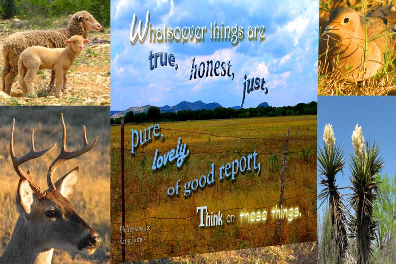 Free stock image of Think on These Things created by DFNatureAwed