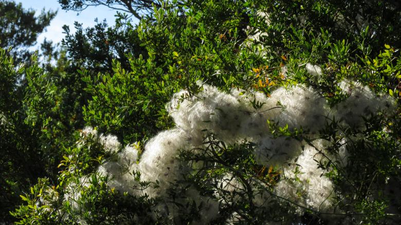 Free stock image of Cotton Tree created by Michiru Maeda