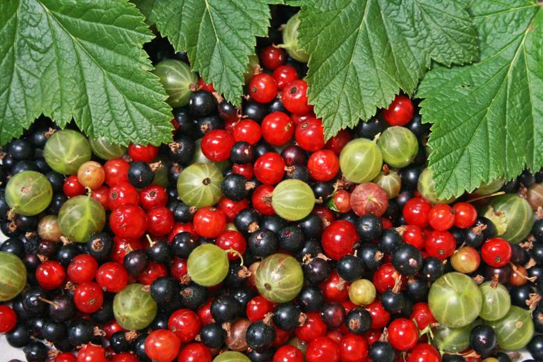 Free stock image of Eclectic Color Berries created by Kamala Saraswathi