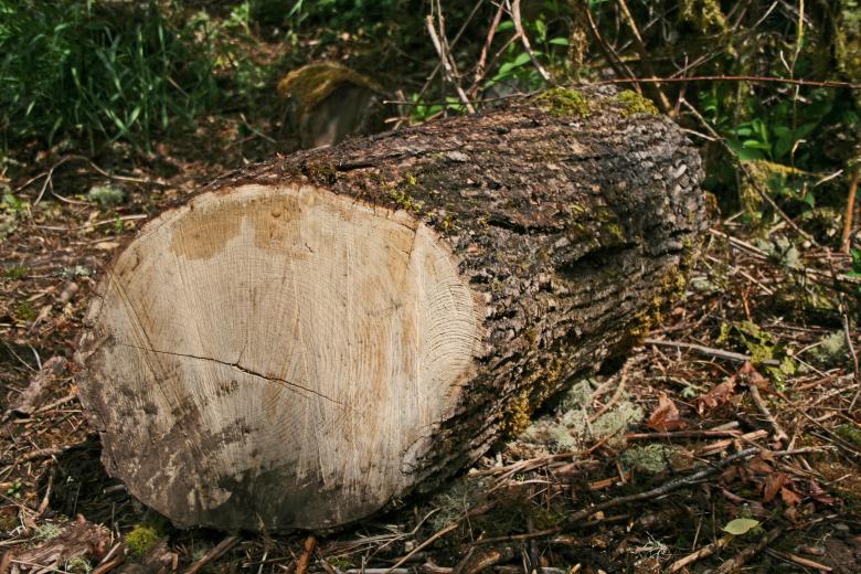 Free stock image of A large log created by Kamala Saraswathi