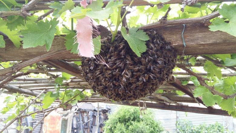 Free stock image of Ball of Bees created by Hassan JAB