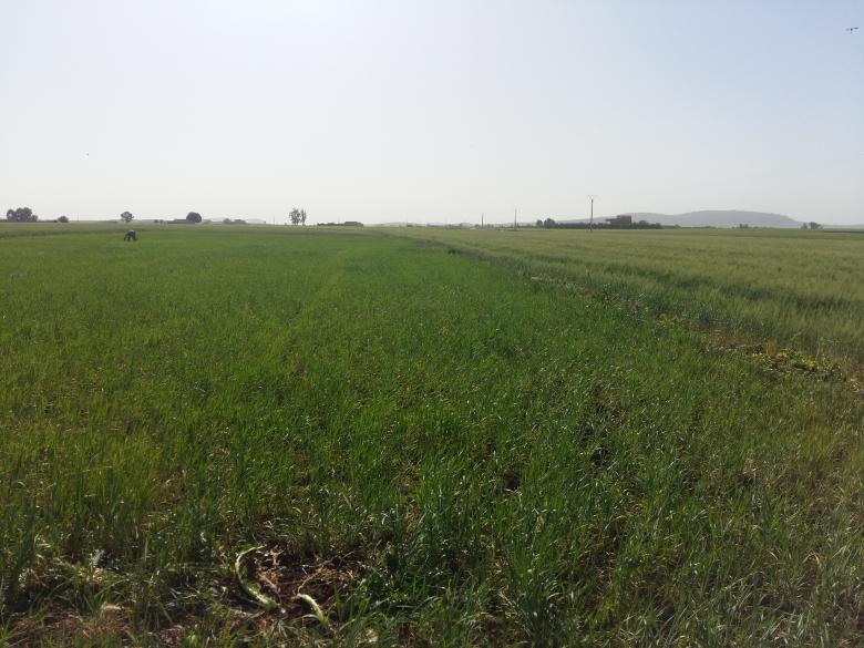Free stock image of Cornfield in Morocco created by Hassan JAB